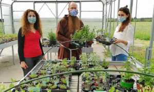 AROMATICHE BONFANTINI