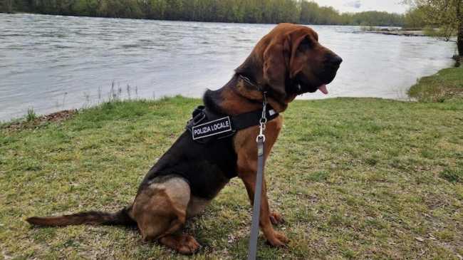 Cane molecolare polizia locale Trecate