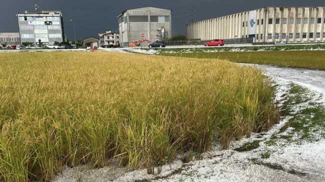 Danni riso Novarese set 25