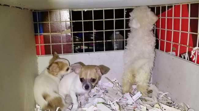 Foto cuccioli 1