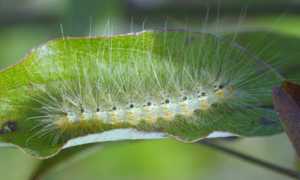 Hyphantria
