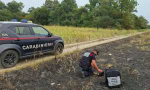Intervento NIAB forestale