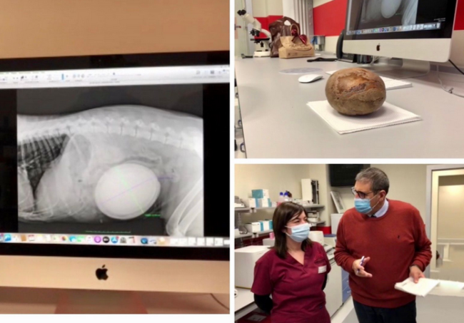 Schermata 2021 01 10 alle 11.14.40