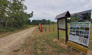 Vigneto Garavaglia Bonfantini