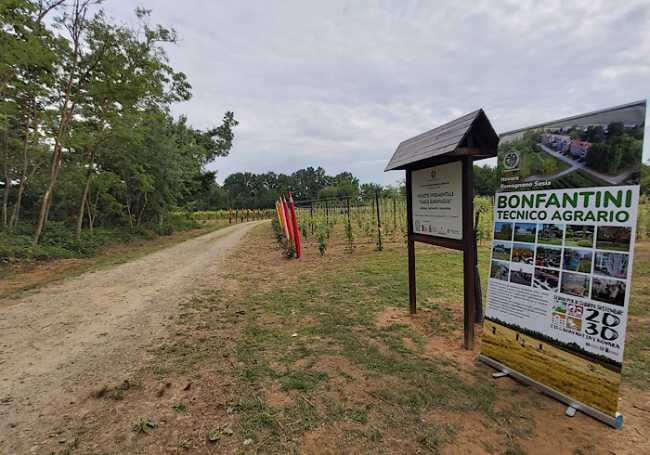 Vigneto Garavaglia Bonfantini