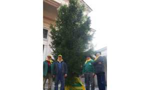 albero coldiretti