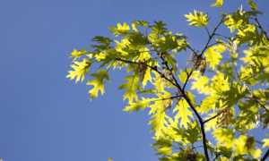 albero