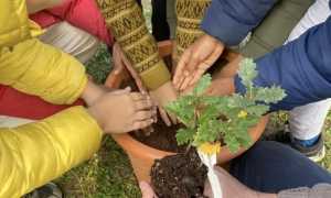 albero per futuro 2023