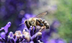 ape fiore polline biodiversità