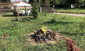 area verde agora donatello