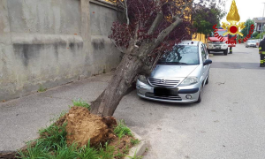 auto pianta novara lug 19