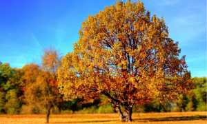 autunno albero foto