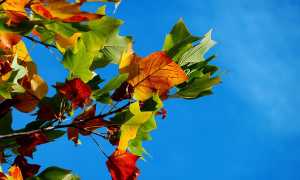 autunno foto