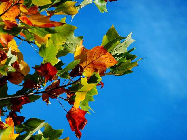 autunno foto