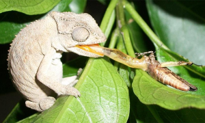 camaleonte mangia