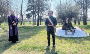 cameri commemorazione vittime covid ulivo