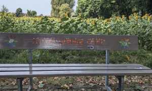 cameri nuova panchina luglio 2023