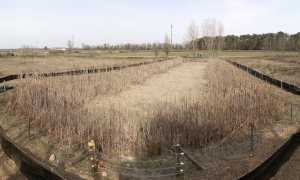 cameri pelobate barriere