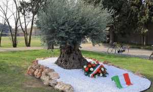 cameri ulivo memoria covid