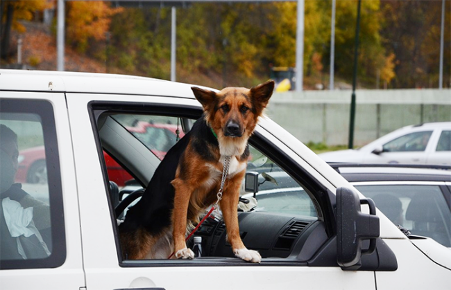 cane finestrino auto zampe