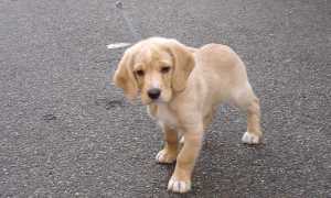 cane
