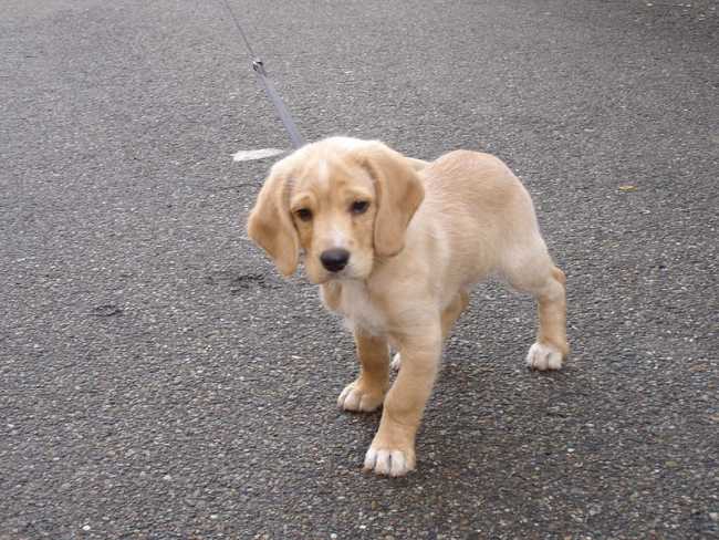 cane