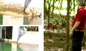 capriolo canale liberato