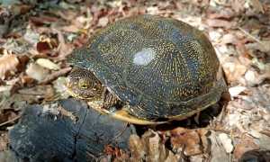 cerano testuggine europea
