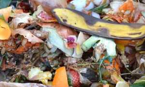 cibo rifiuti