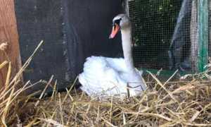 cigno ferito salvato