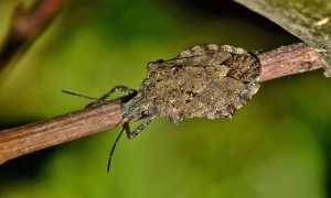 cimice asiatia