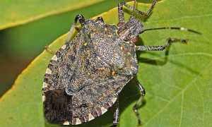 cimice asiatica