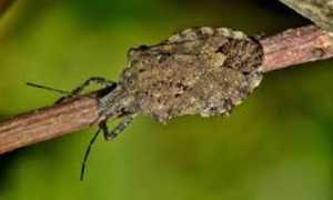 cimice asiatica