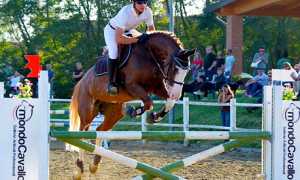 equitazione coppa Alpi