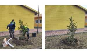 festa albero ic biandrate 25