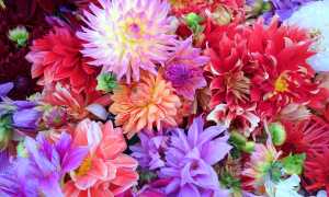 fiori