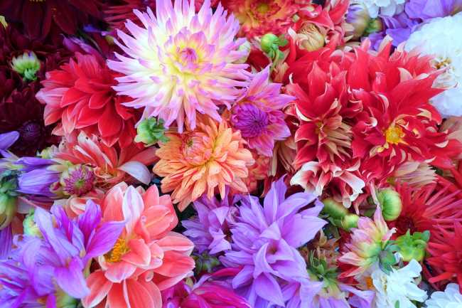 fiori