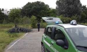 forestale carpignano