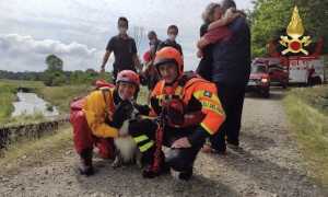 galliate cane salvato 1