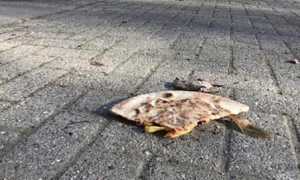 galliate spreco scuola