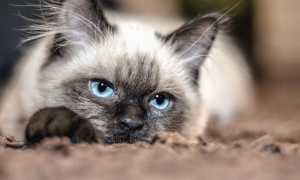gatto mostra