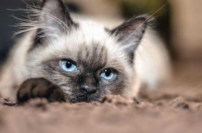 gatto mostra