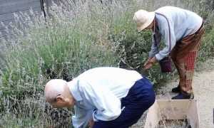 giardino protetto lavanda