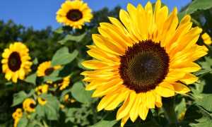girasole