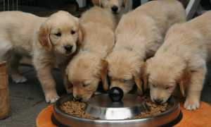 golden retriever puppy g1f78e0e0d 640