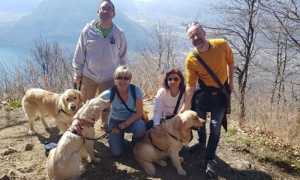 golden retriever novara