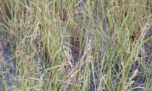 grandine danni risaie