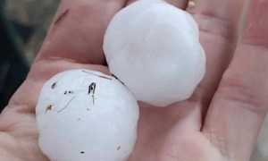 grandine novarese ago 25