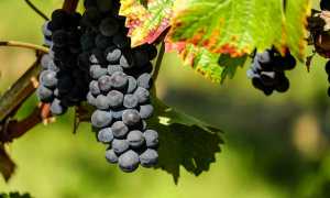 grapes 1696921 640