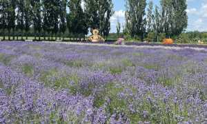 lavanda festival cameri